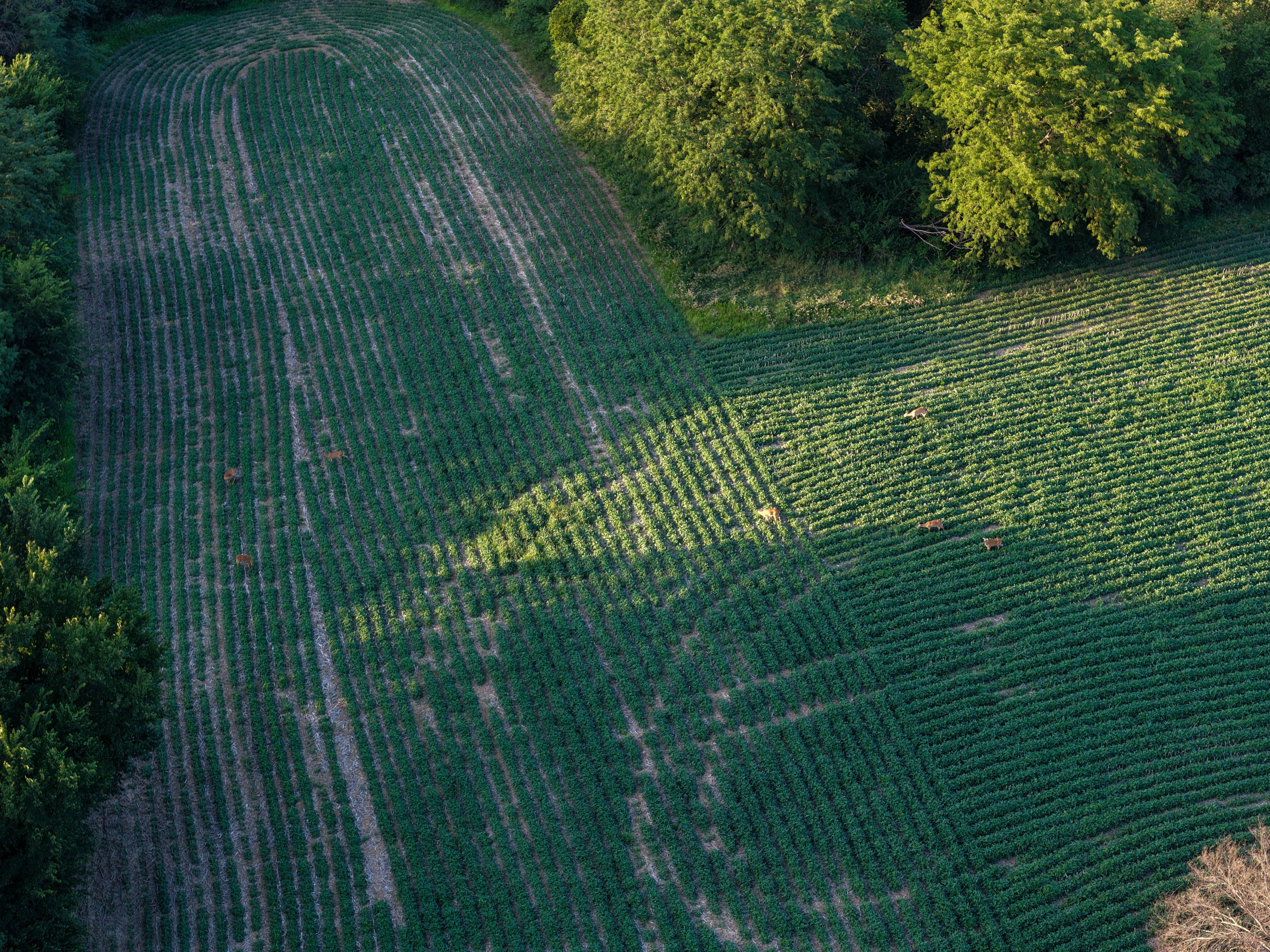 Listing Photo: Whitetail Hunting Farm Mahaska County Iowa-142